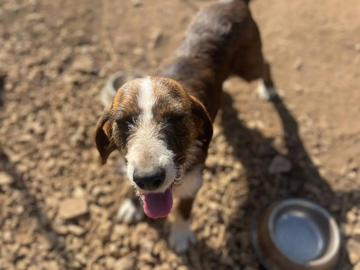 Adotta un cane, taglia media contenuta, femmina, Frosinone