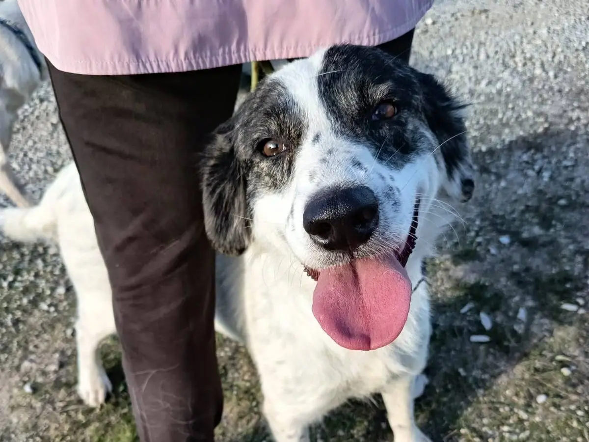 Adotta un cane, femmina, 2 anni e 4 mesi, Vibo