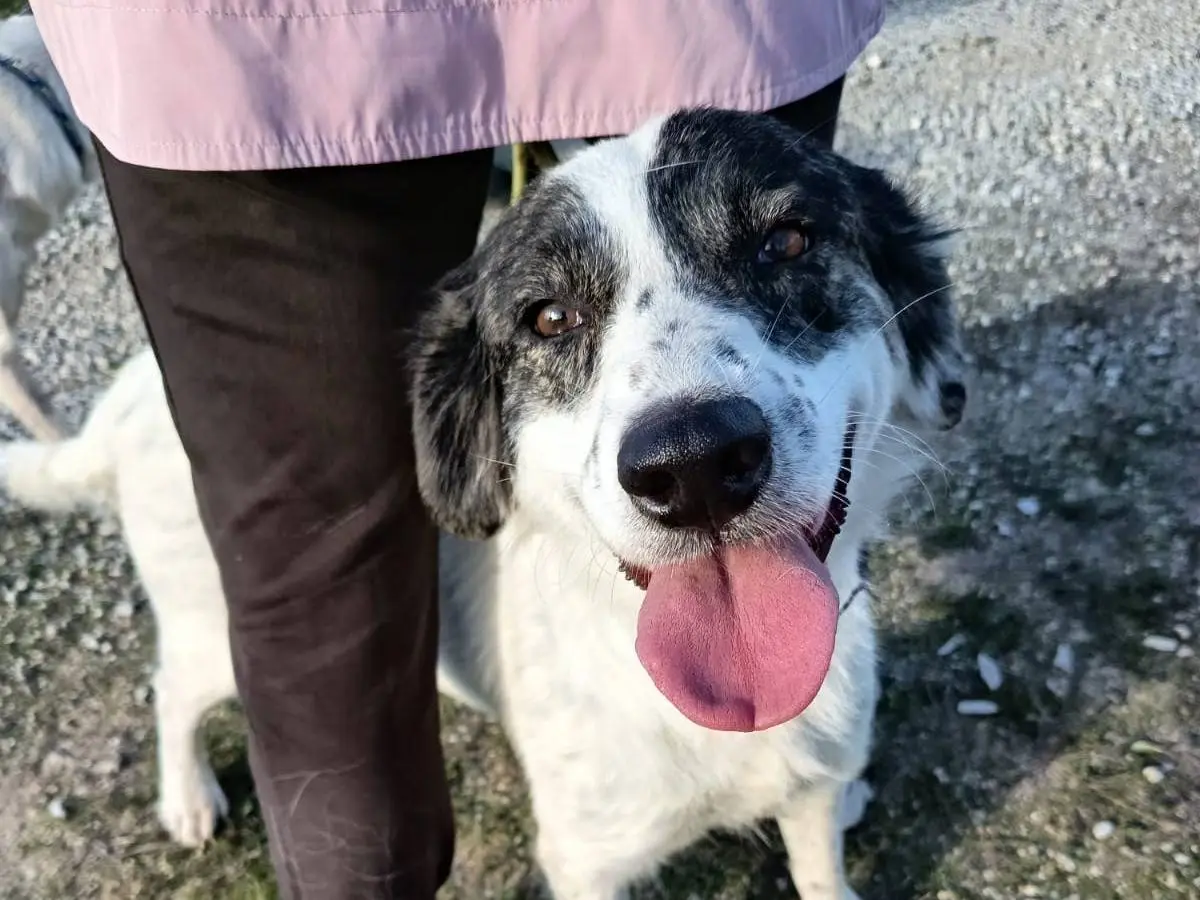 Adozione cane, femmina, Razza sconosciuta Razza sconosciuta, 2 anni e 4 mesi, taglia media, Vibo