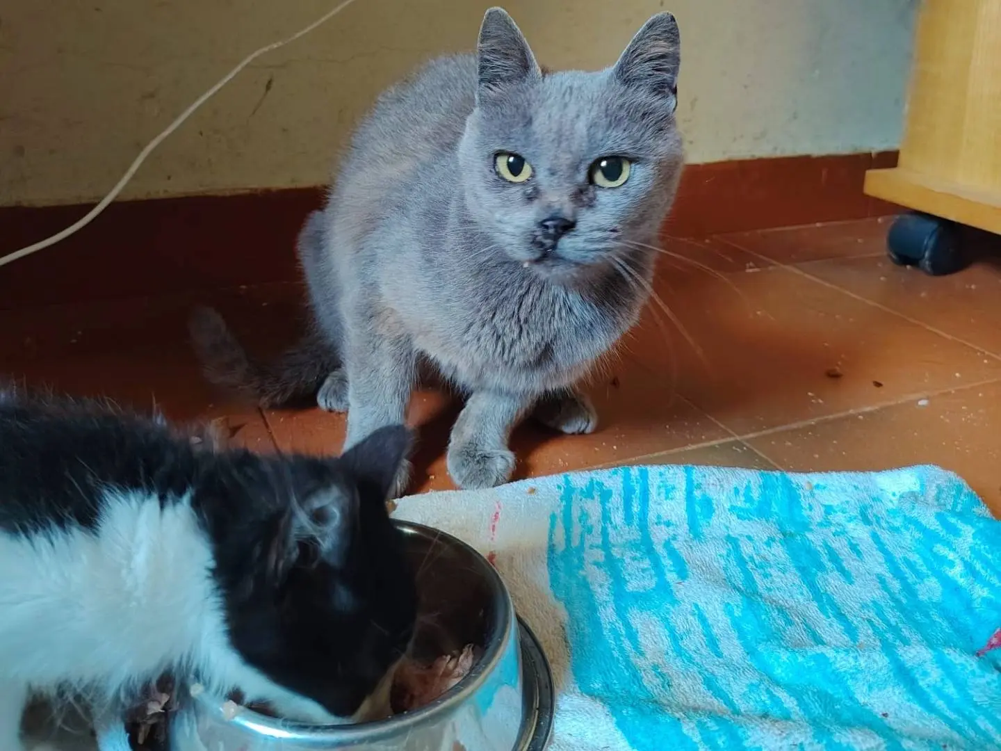 Vuoi adottare un gatto a Roma?