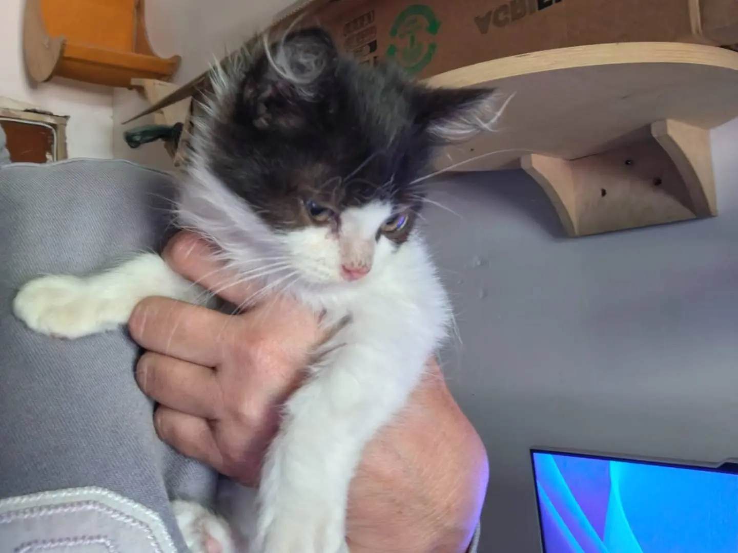 Adozione gatto, femmina, Razza sconosciuta Razza sconosciuta, 2 mesi, taglia non valida, Roma