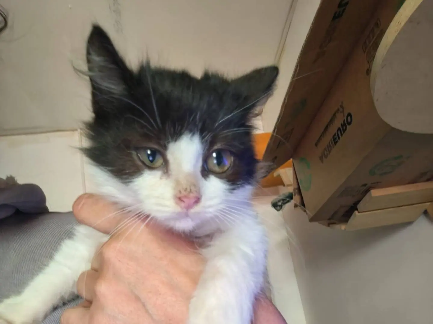 Adotta un gatto, femmina, 2 mesi, Roma