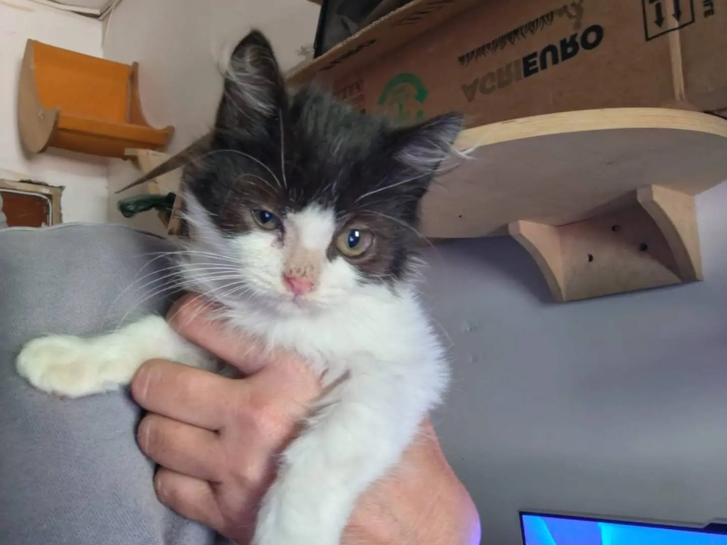 Adotta un gatto, taglia non valida, femmina, Roma