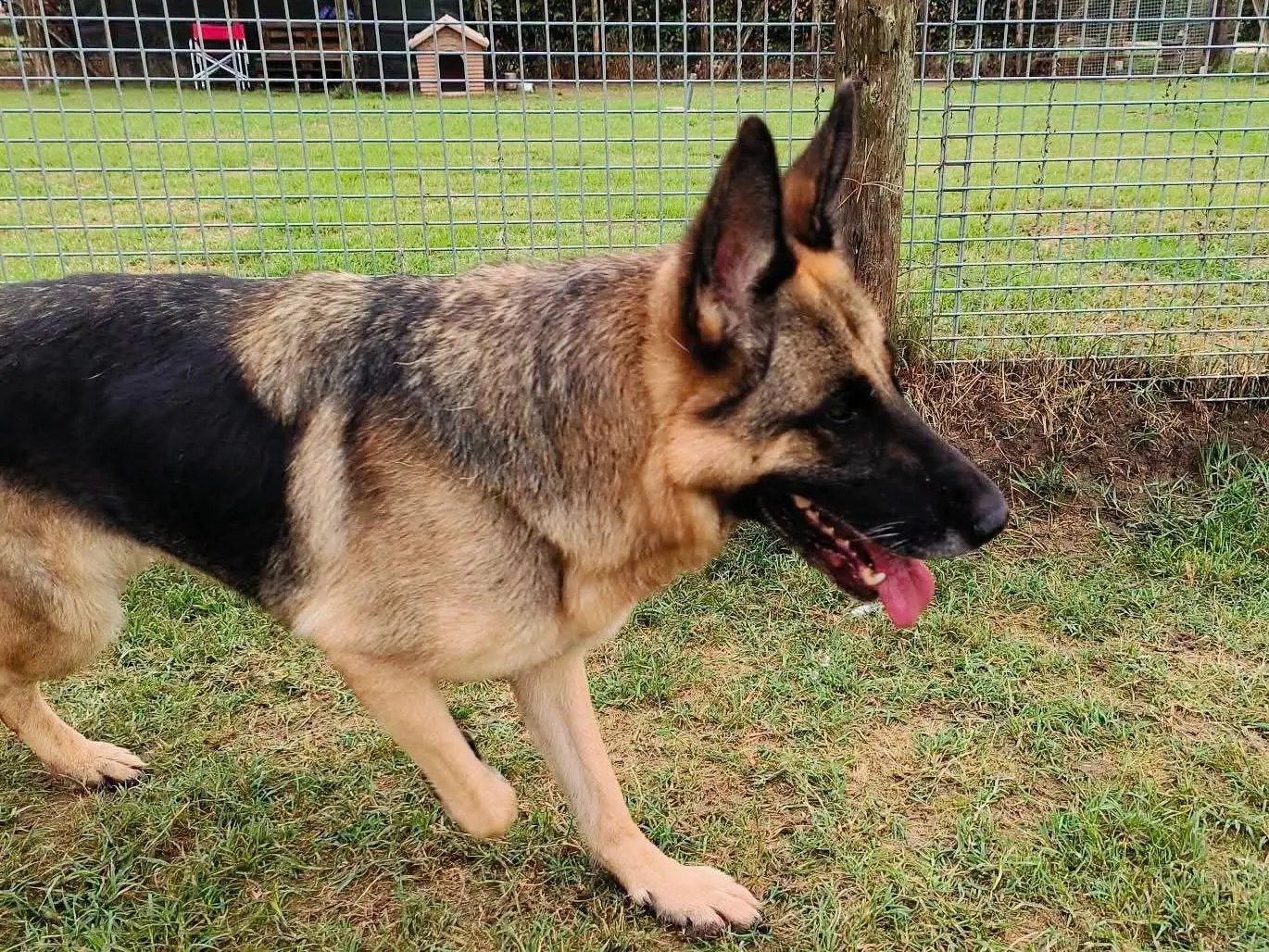 Adotta un cane, femmina, 4 anni e 9 mesi, Latina