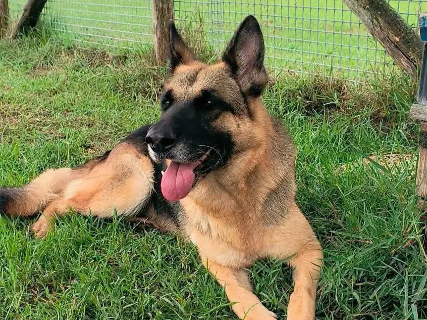 Adozione cane, femmina, Pastore tedesco Razza sconosciuta, 4 anni e 9 mesi, taglia media, Latina