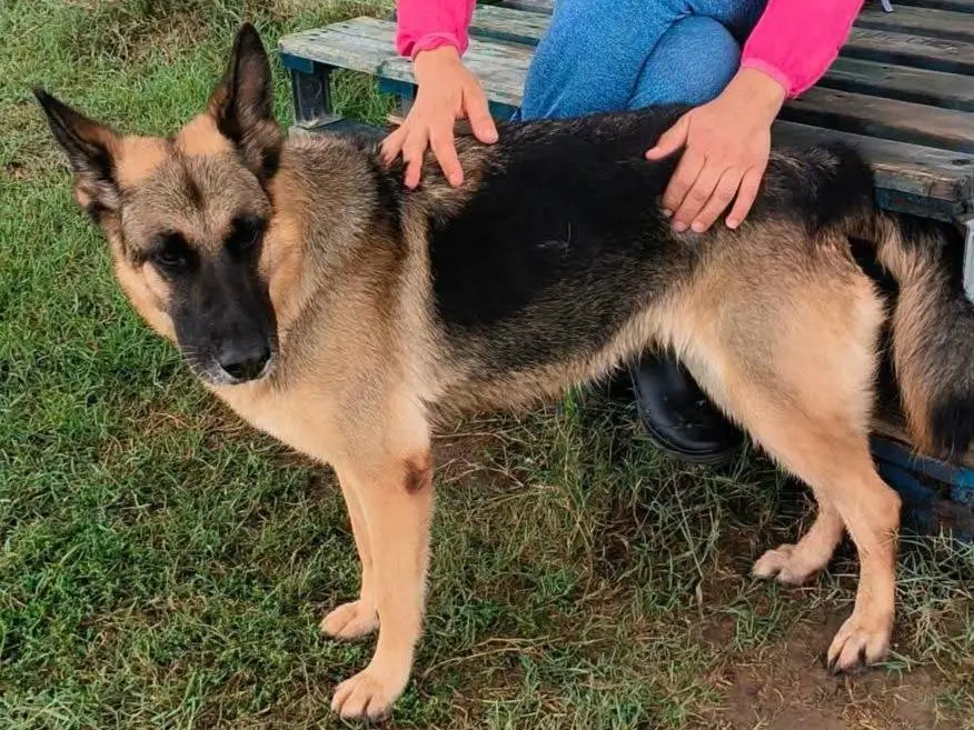 Adotta il cane Sarah Jane a Latina