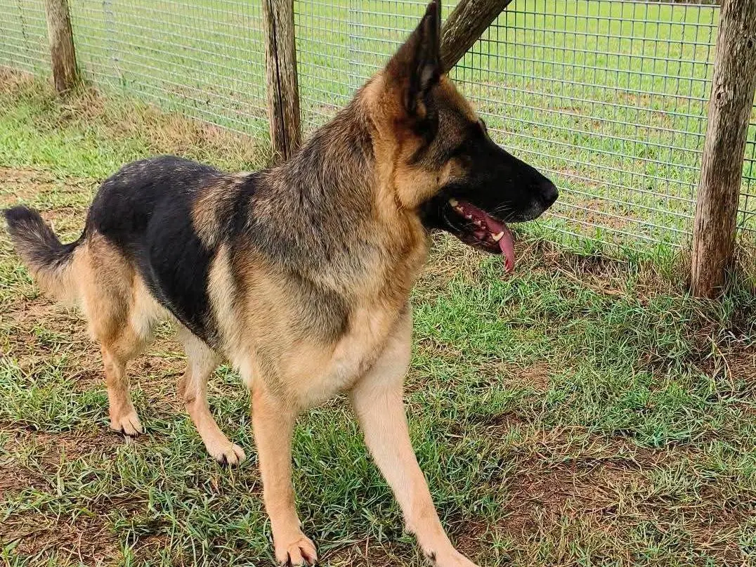 Adotta un cane, taglia media, femmina, Latina