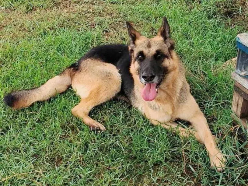 Vuoi adottare un cane a Latina?