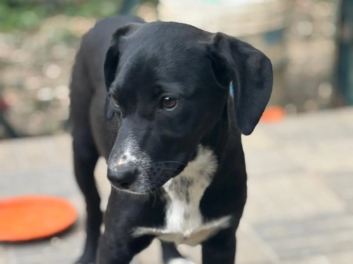 Adotta un cane, taglia media, femmina, Savona