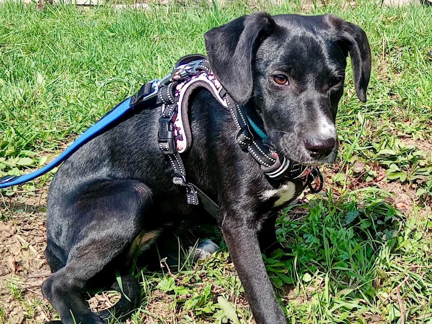 Vuoi adottare un cane a Savona?