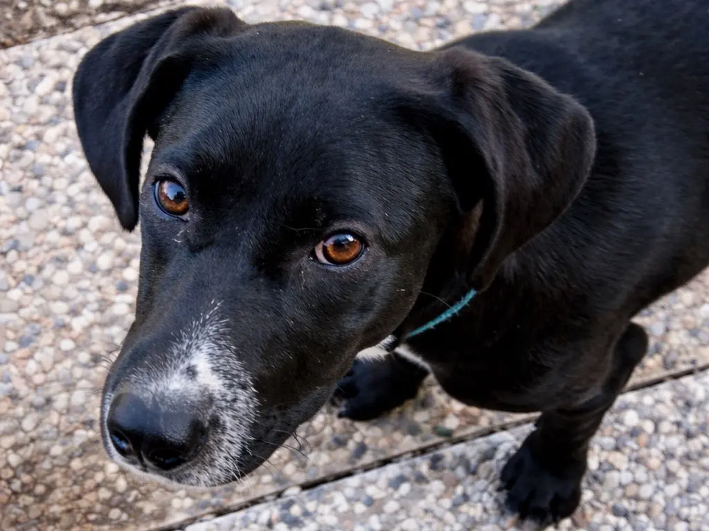 Adozione cane, femmina, Razza sconosciuta Razza sconosciuta, 10 mesi, taglia media, Savona