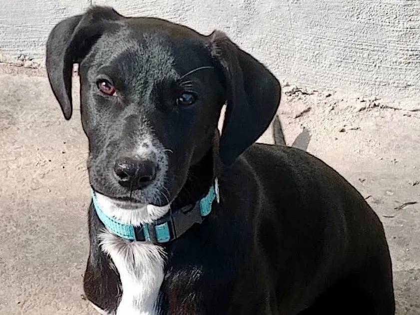 Adotta un cane, femmina, 10 mesi, Savona