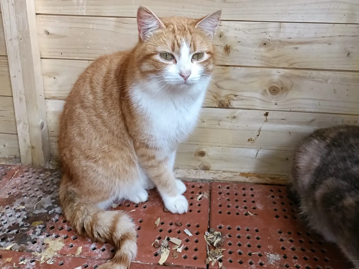 Vuoi adottare un gatto a Napoli?