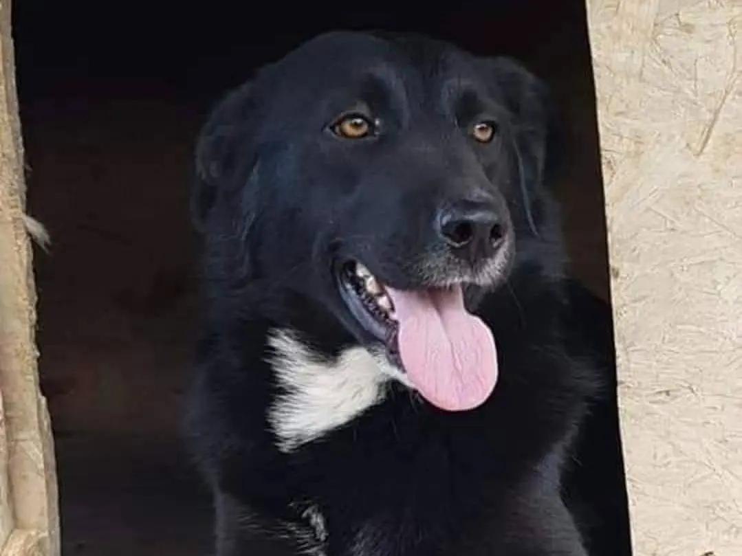 Adotta un cane, femmina, 6 anni e 2 mesi, Crotone