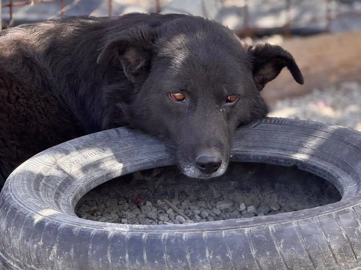 Adozione cane, femmina, Razza sconosciuta Razza sconosciuta, 6 anni e 2 mesi, taglia media, Crotone
