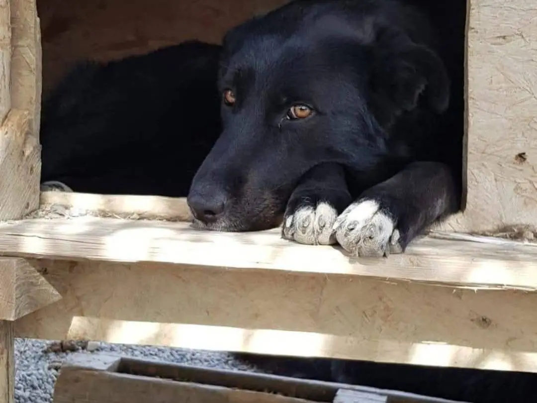 Adotta un cane, taglia media, femmina, Crotone
