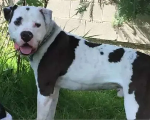 Vuoi adottare un cane a Monza?