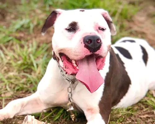 Adozione cane, maschio, American Staffordshire Terrier, 9 anni e 9 mesi, taglia gigante, Monza