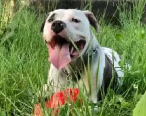Adotta un cane, maschio, 9 anni e 9 mesi, Monza