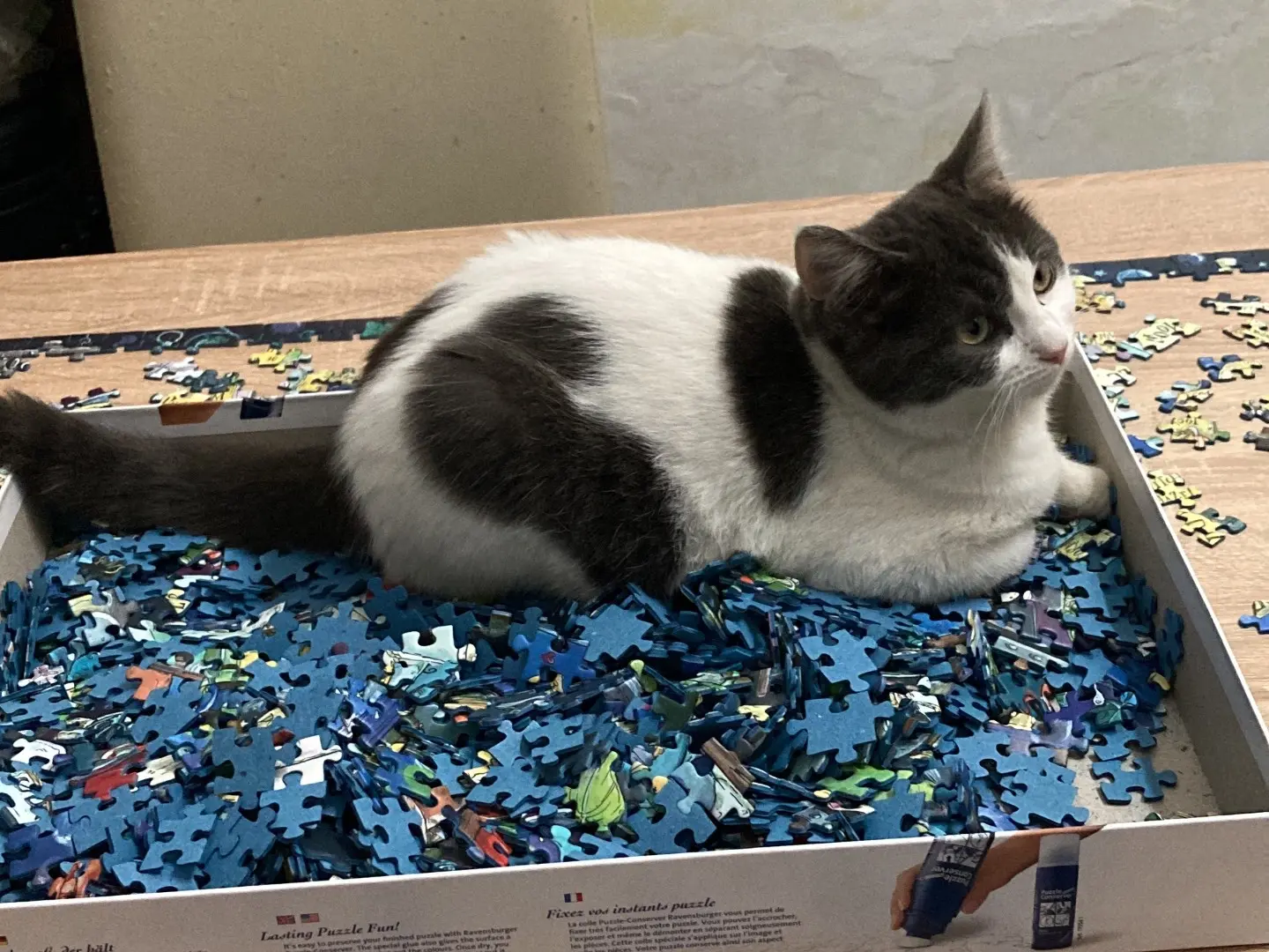 Adotta un gatto, taglia non valida, femmina, Lecce