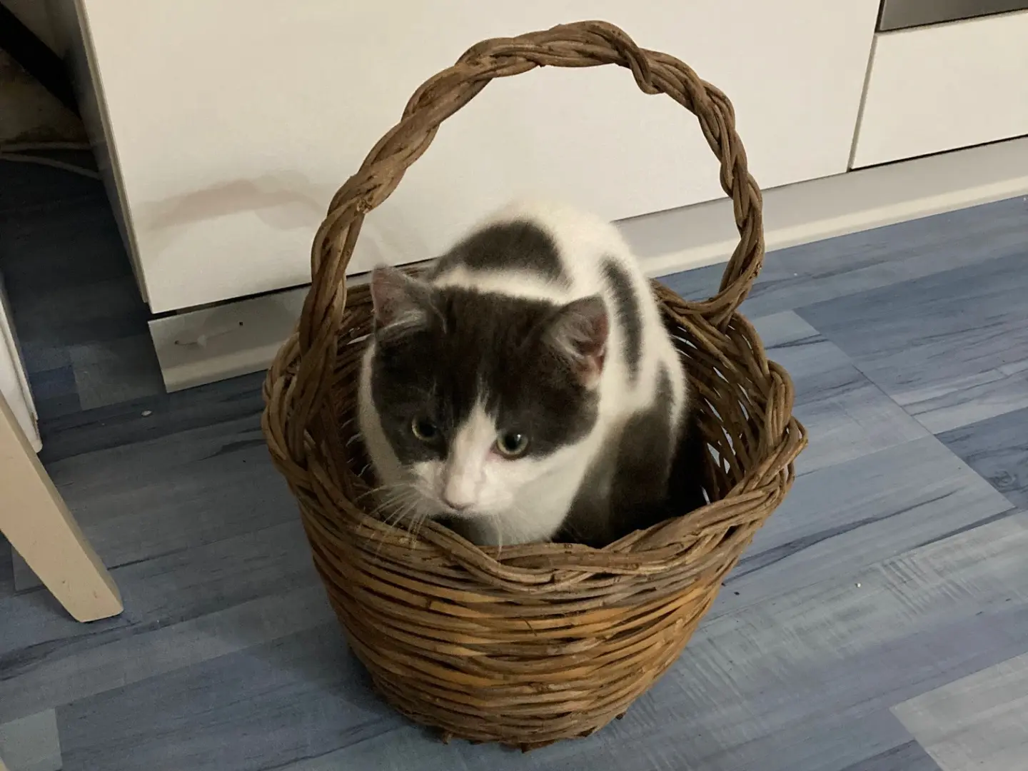 Adotta il gatto Moon a Lecce