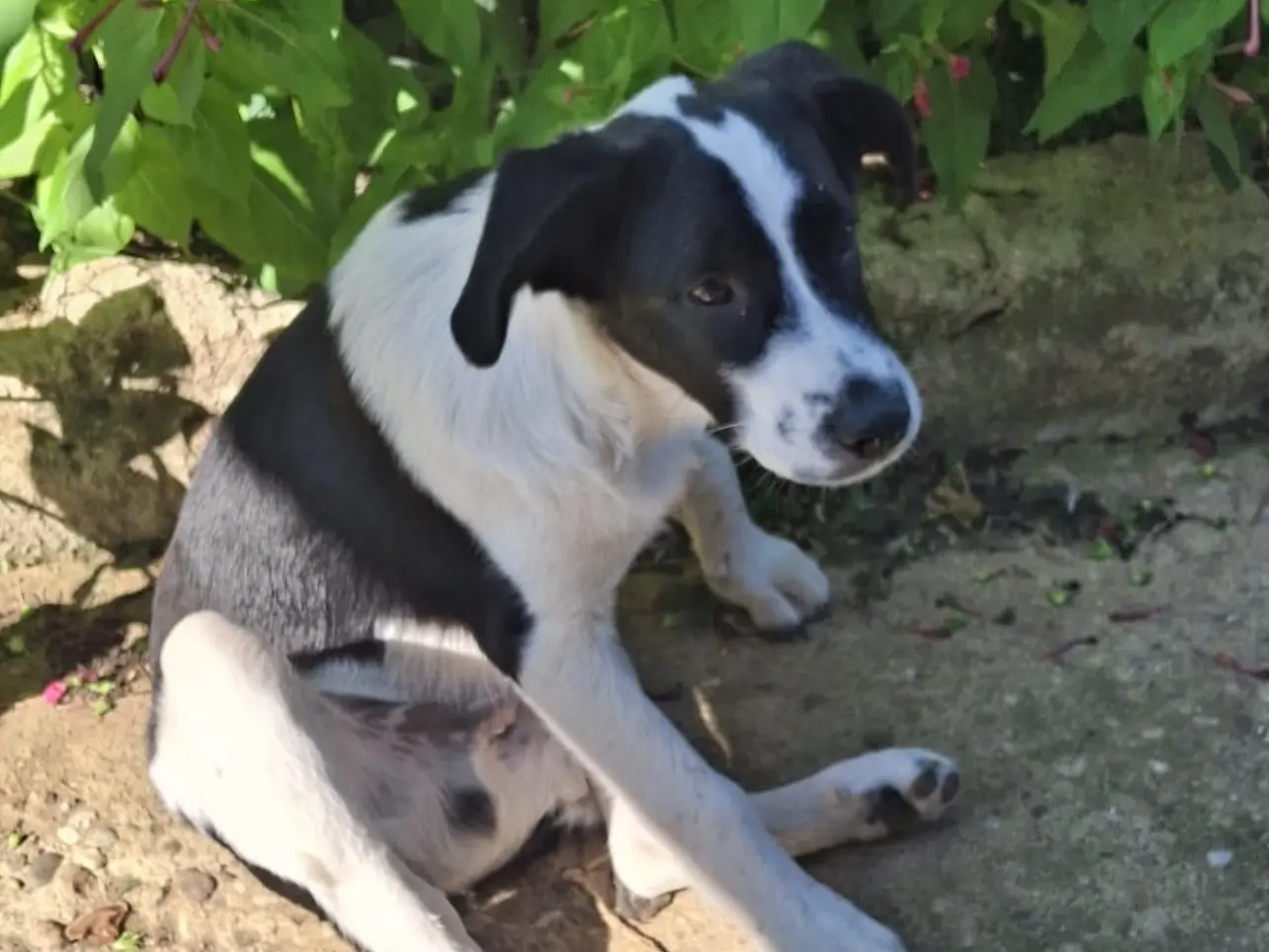 Adotta un cane, maschio, 1 anno e 6 mesi, Cosenza