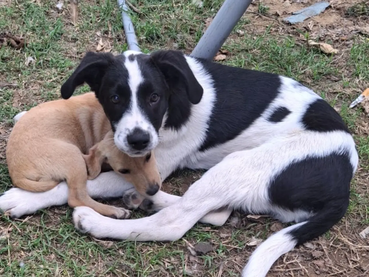 Adozione cane, maschio, Razza sconosciuta Razza sconosciuta, 1 anno e 6 mesi, taglia media contenuta, Cosenza