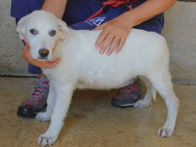 Adotta un cane, femmina, 7 mesi, Roma