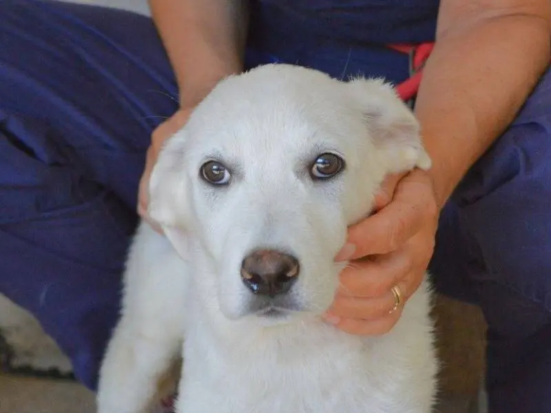 Adozione cane, femmina, Razza sconosciuta Razza sconosciuta, 7 mesi, taglia media contenuta, Roma