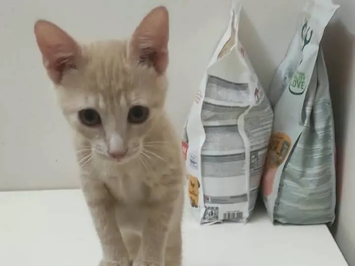 Adotta un gatto, femmina, 3 mesi, Brescia