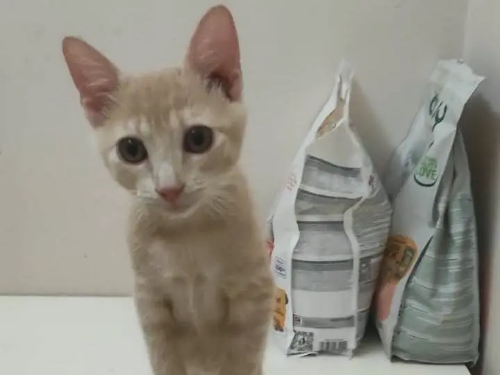 Adozione gatto, femmina, Razza sconosciuta Razza sconosciuta, 3 mesi, taglia non valida, Brescia
