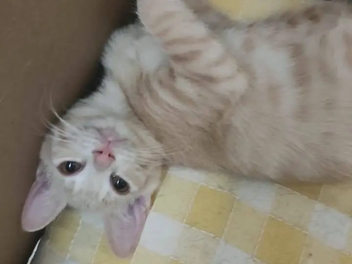 Adotta un gatto, taglia non valida, femmina, Brescia