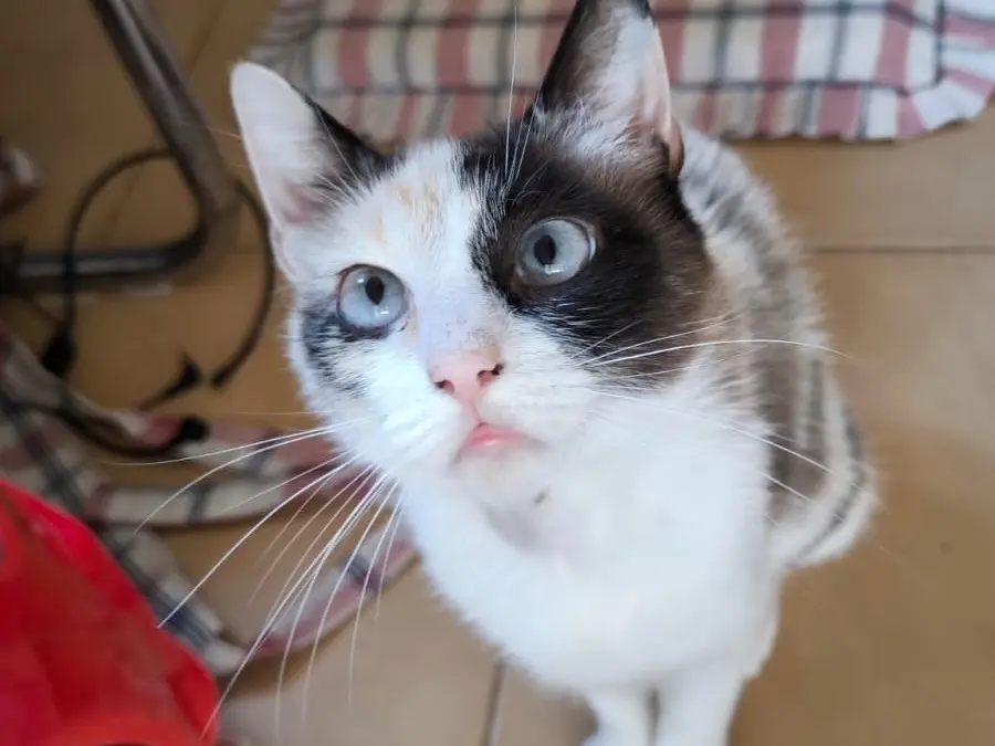 Adozione gatto, femmina, Razza sconosciuta Razza sconosciuta, 3 anni e 5 mesi, taglia non valida, Bari