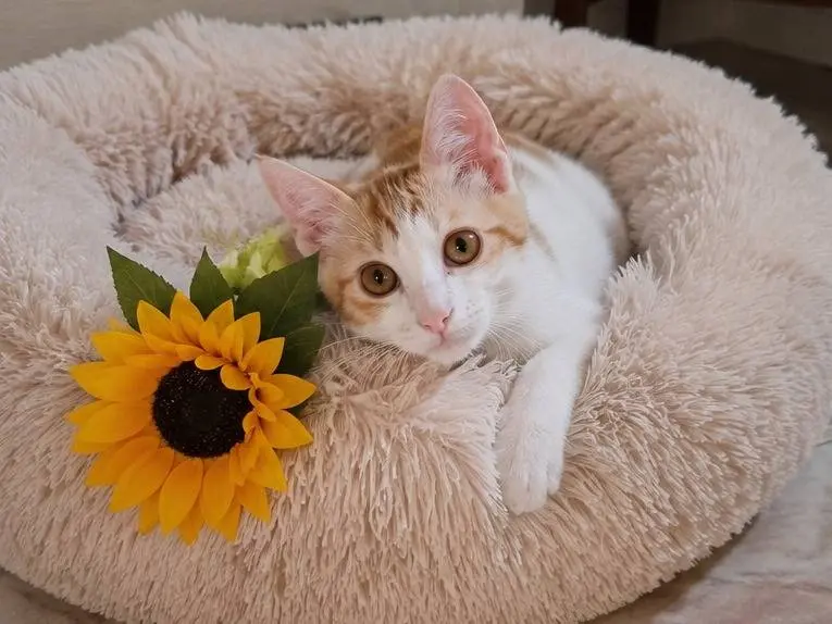 Adotta un gatto, femmina, 6 mesi, Catania
