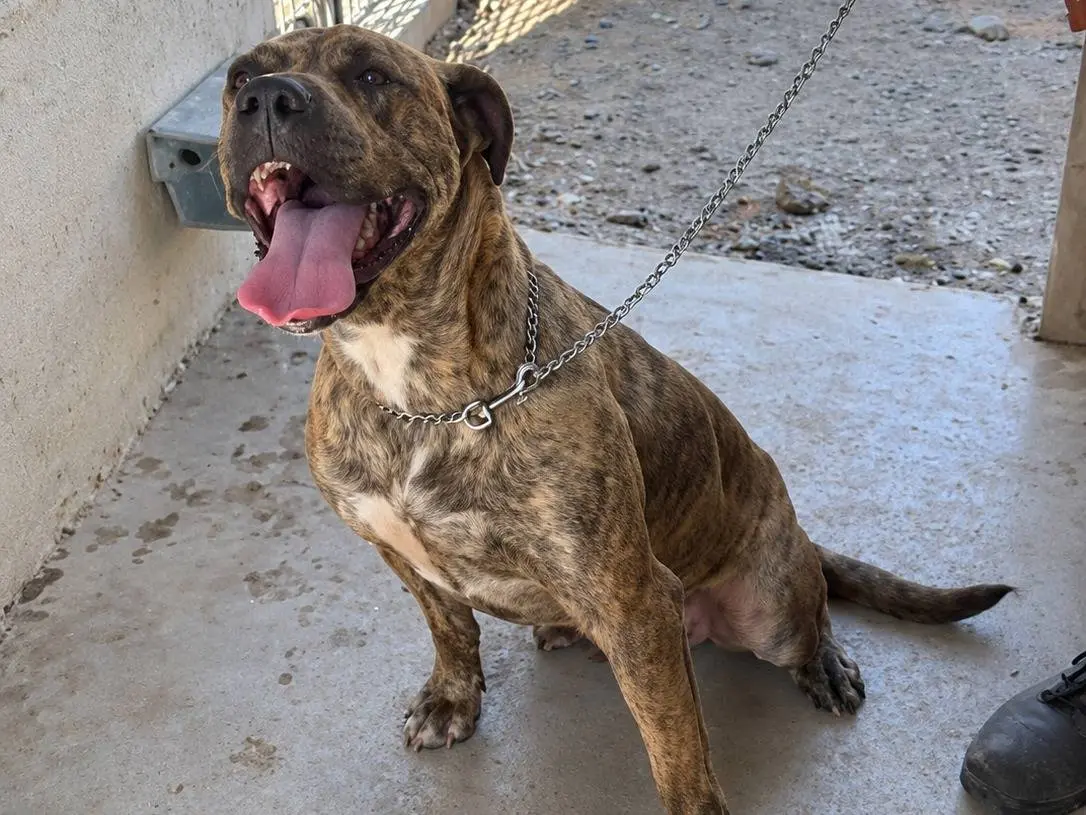 Adotta il cane MIKE a Avellino