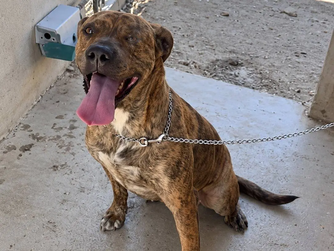 Adozione cane, maschio, Boxer Razza sconosciuta, 3 anni, taglia media, Avellino