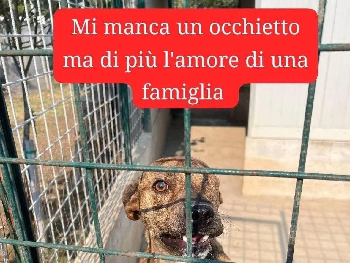 Adotta un cane, taglia media, maschio, Avellino