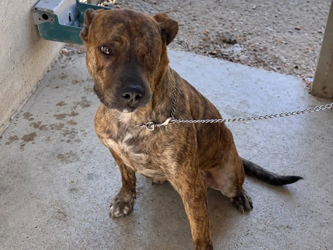 Adotta un cane, maschio, 3 anni, Avellino