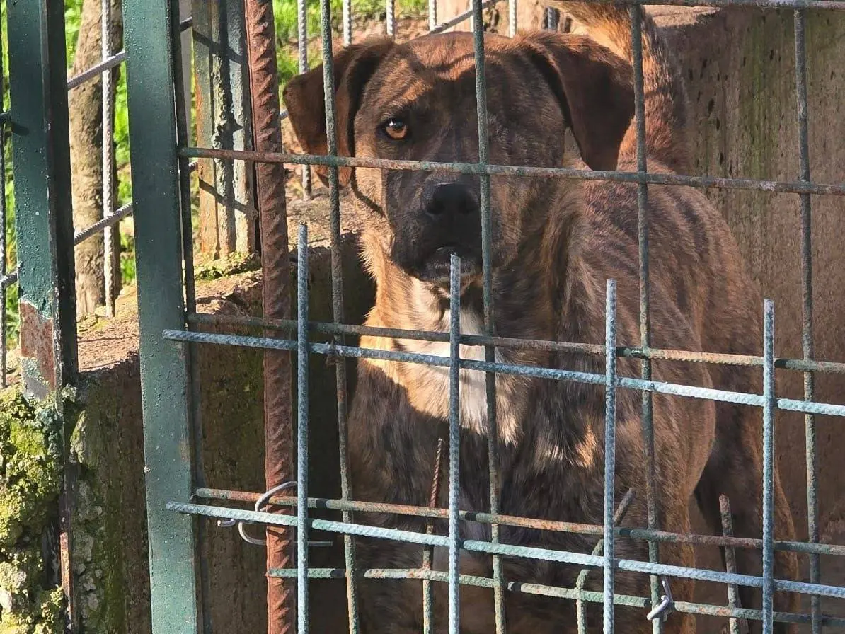 Vuoi adottare un cane a Avellino?