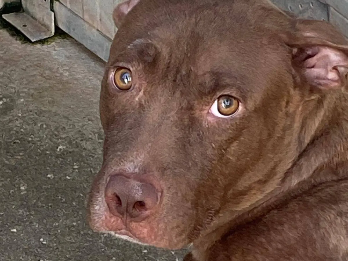 Adotta un cane, maschio, 9 anni e 2 mesi, Cosenza
