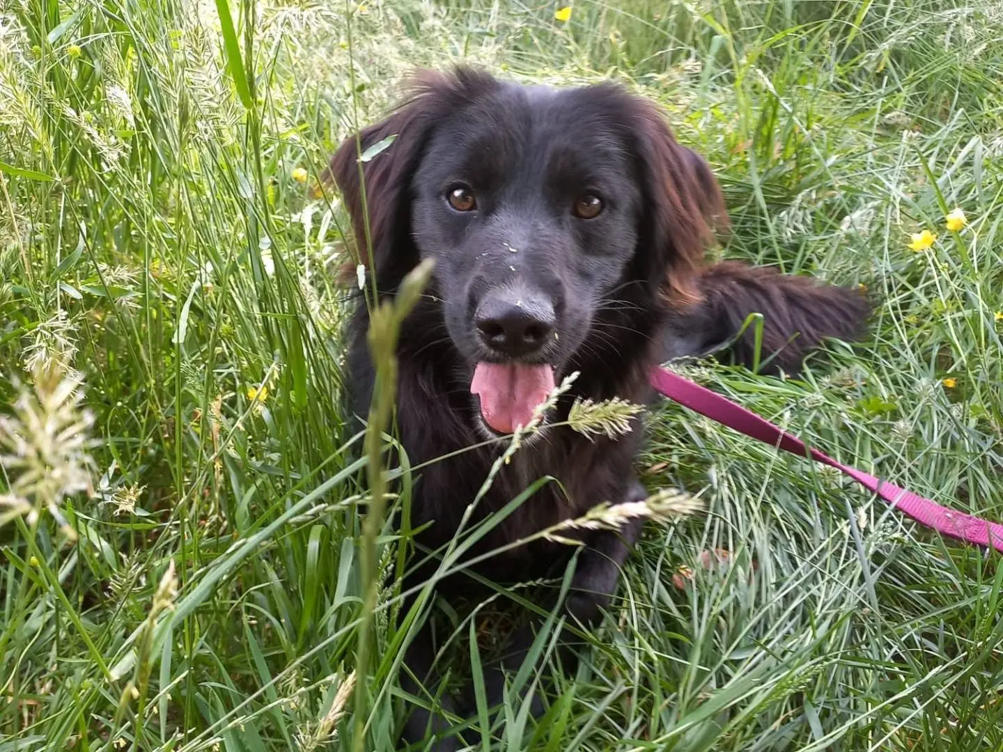 Adozione cane, femmina, Razza sconosciuta Razza sconosciuta, 3 anni e 3 mesi, taglia media contenuta, Como
