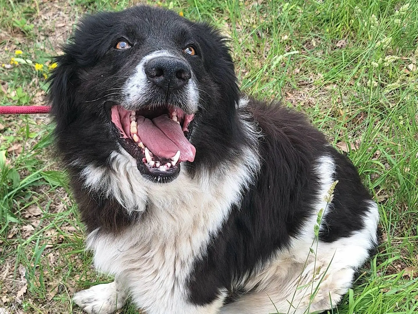 Vuoi adottare un cane a Teramo?