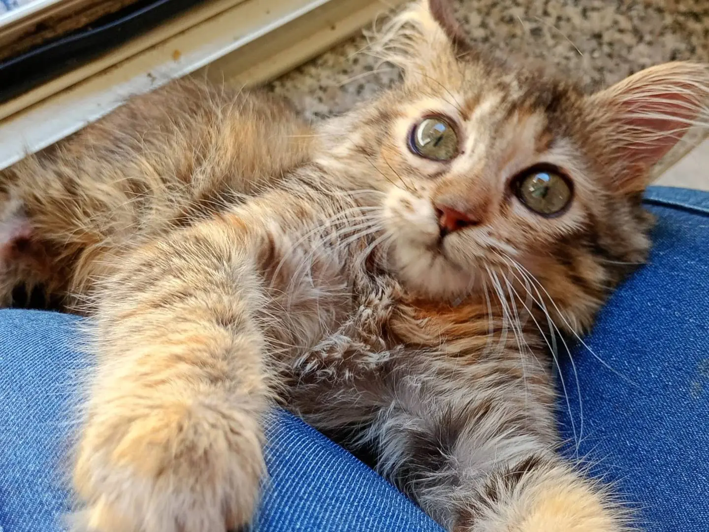 Foto 1 dell'animale