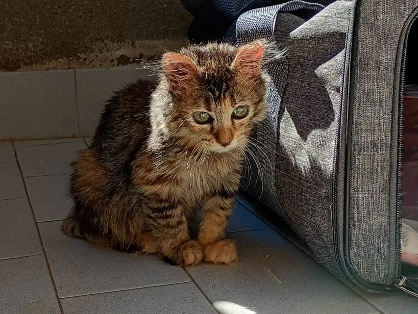 Vuoi adottare un gatto a Bergamo?