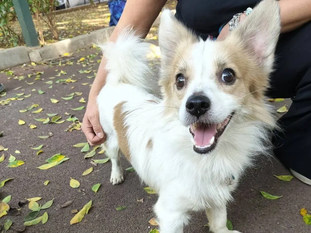 Adozione cane, maschio, Razza sconosciuta Razza sconosciuta, 3 settimane, taglia piccola, Pavia