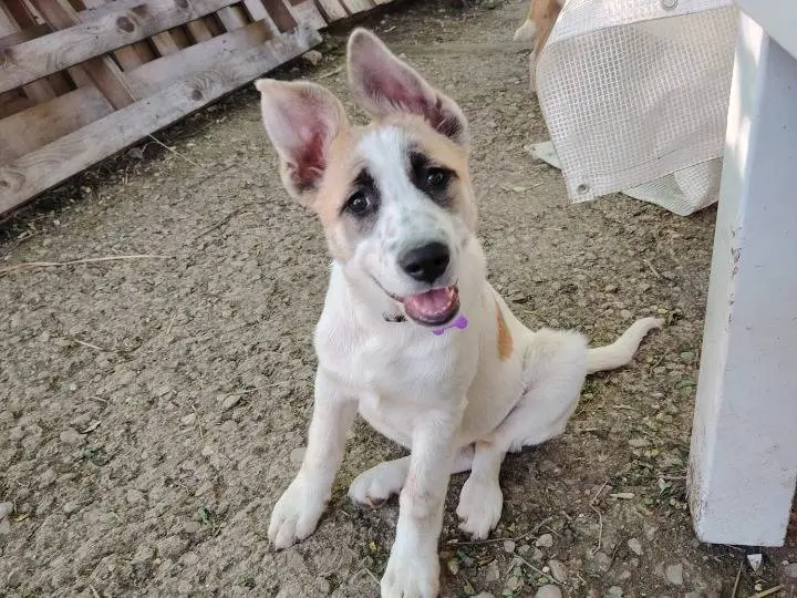 Adozione cane, femmina, Razza sconosciuta Razza sconosciuta, 2 anni e 9 mesi, taglia media, Potenza