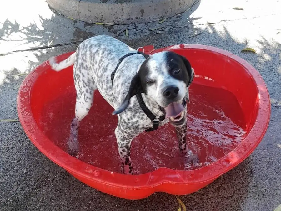 Adotta un cane, maschio, 11 anni e 4 mesi, Milano