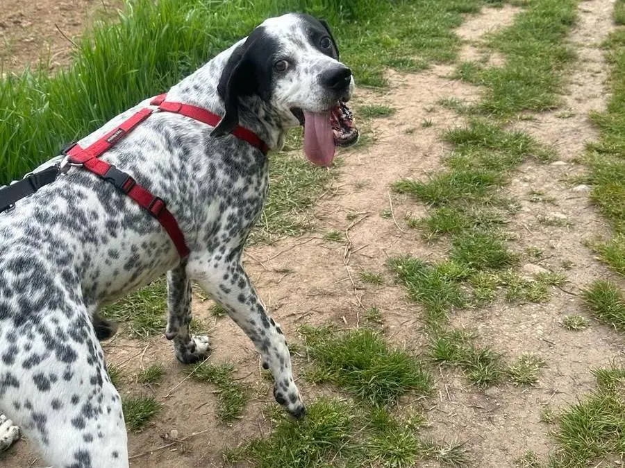 Vuoi adottare un cane a Milano?