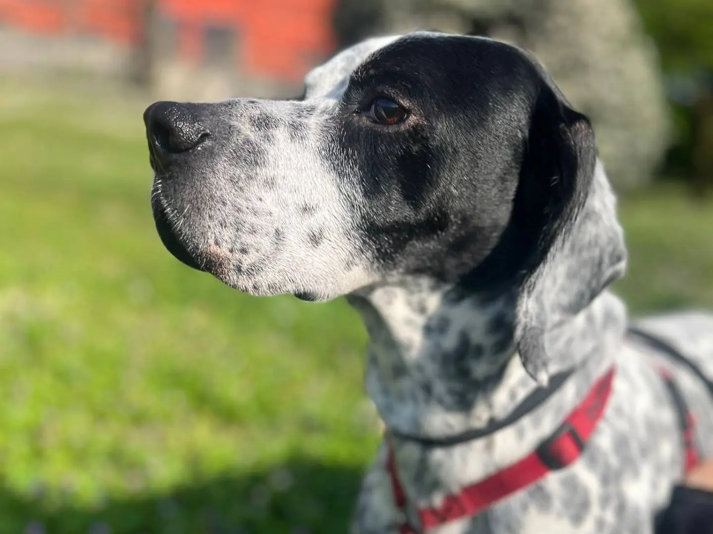 Adozione cane, maschio, Pointer Razza sconosciuta, 11 anni e 4 mesi, taglia media, Milano