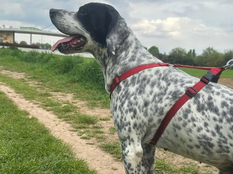 Adotta un cane, taglia media, maschio, Milano